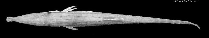 Acestridium gymnogaster