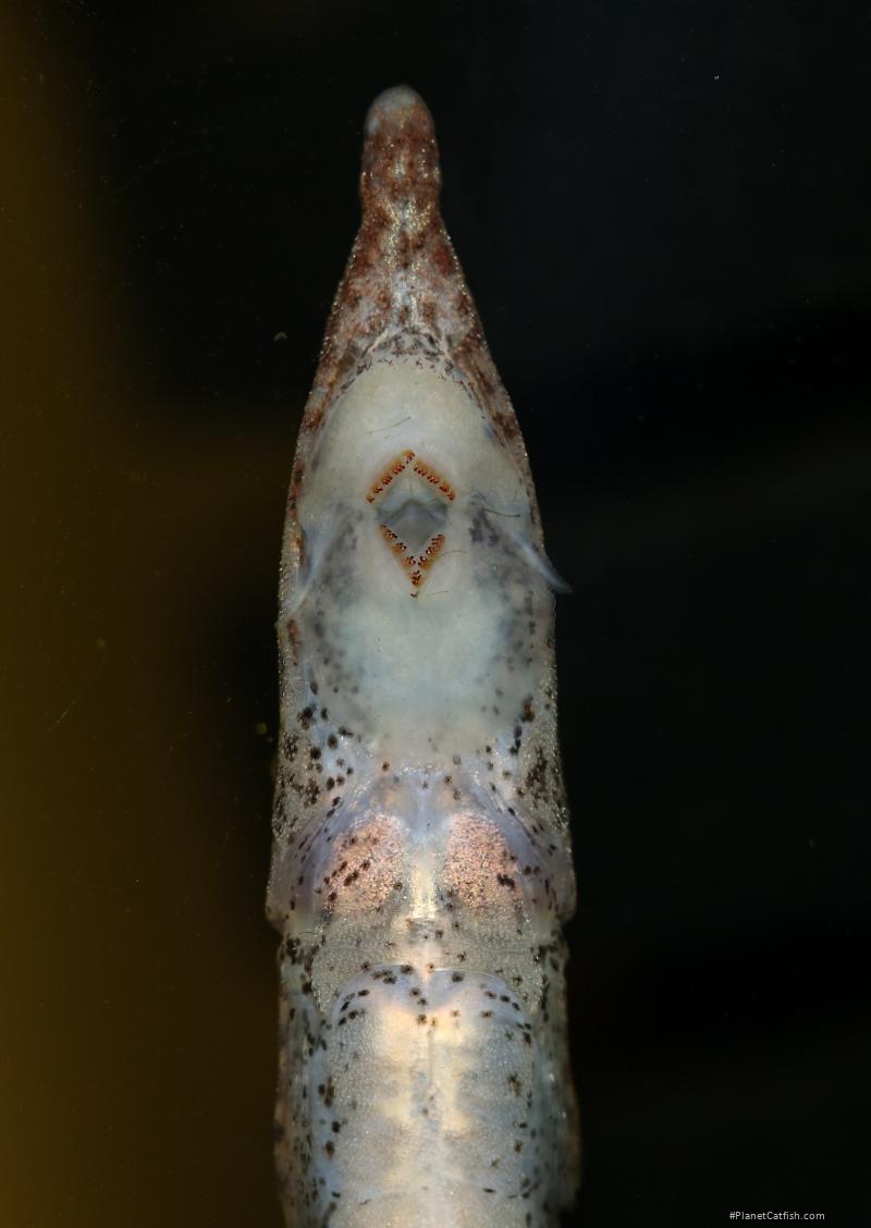 Acestridium sp. `MANICORE`
