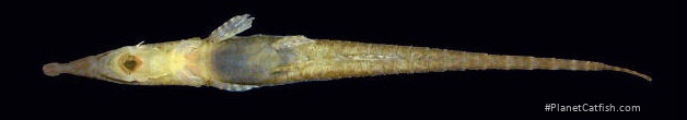 Acestridium triplax