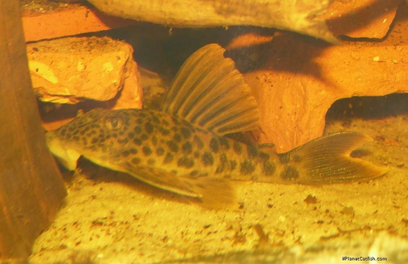 Ancistomus cf. feldbergae