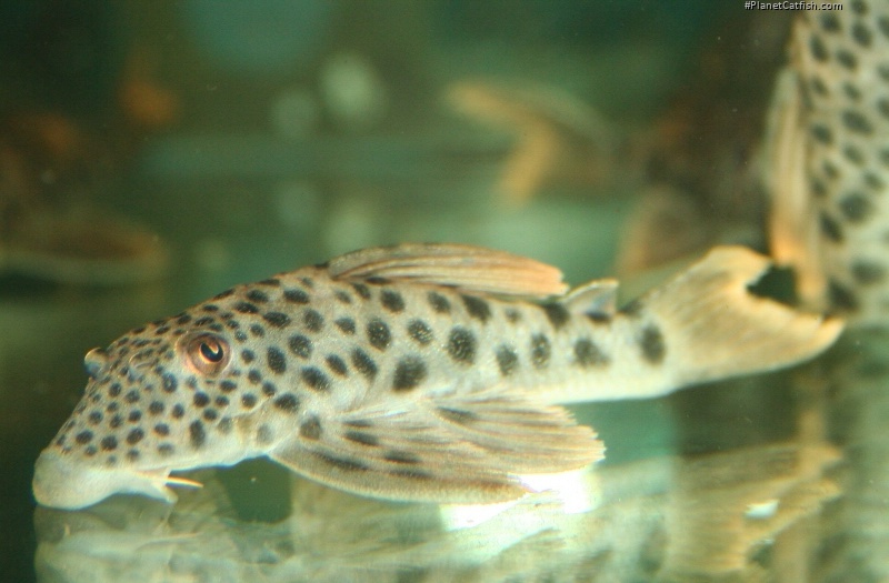 Ancistomus cf. feldbergae