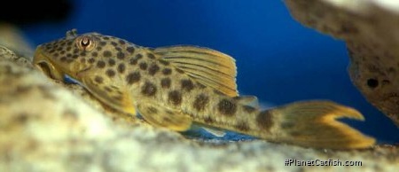 Ancistomus cf. feldbergae