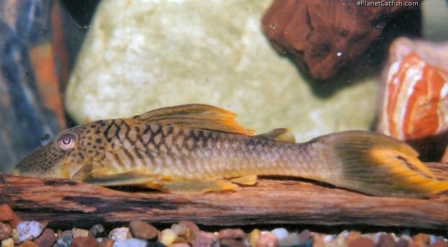 Ancistomus cf. snethlageae