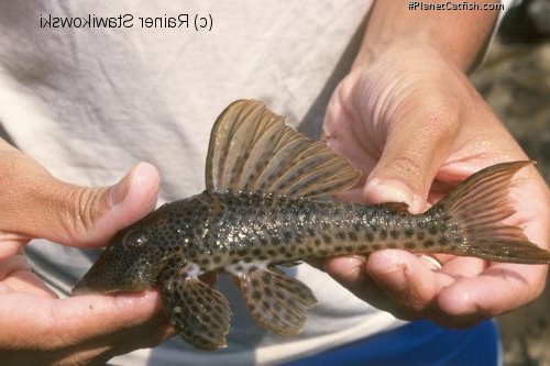 Ancistomus feldbergae
