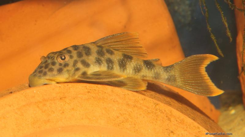 Ancistomus feldbergae