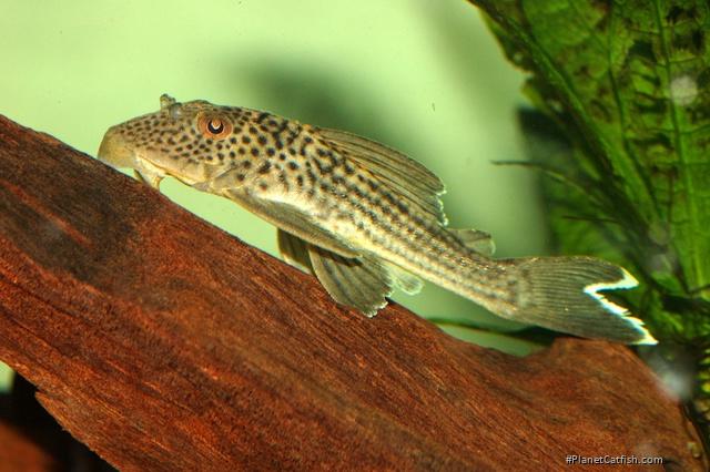 Ancistomus snethlageae