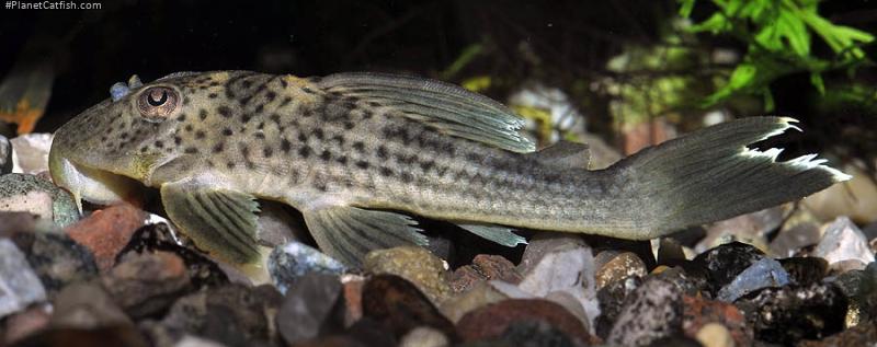 Ancistomus snethlageae