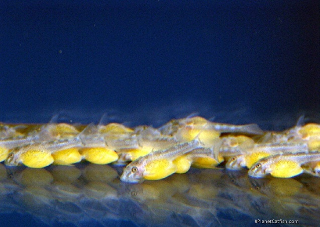Ancistomus sp. (L147)