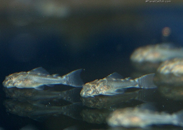 Ancistomus sp. (L147)