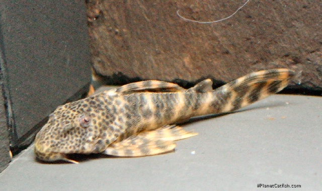 Ancistomus sp. (L147)