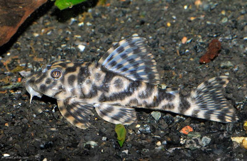 Ancistomus sp. (L210)