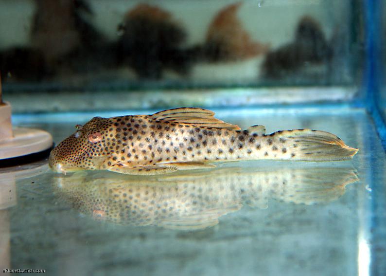 Ancistomus spilomma