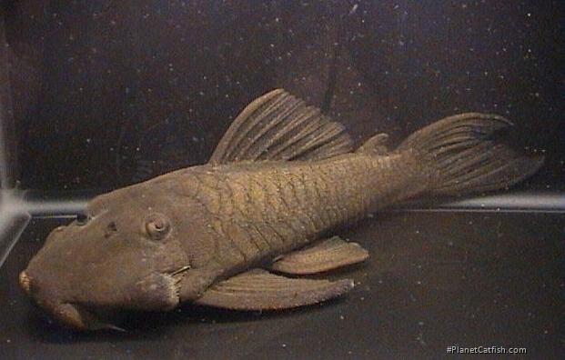 Ancistrini sp. (L198)