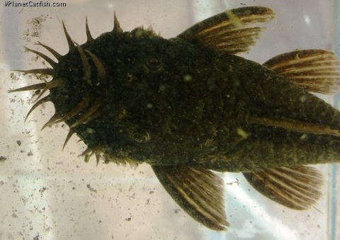 Ancistrus aff. bolivianus