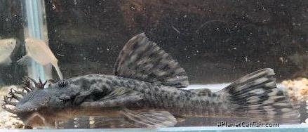Ancistrus brevifilis