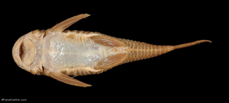 Ancistrus brevipinnis