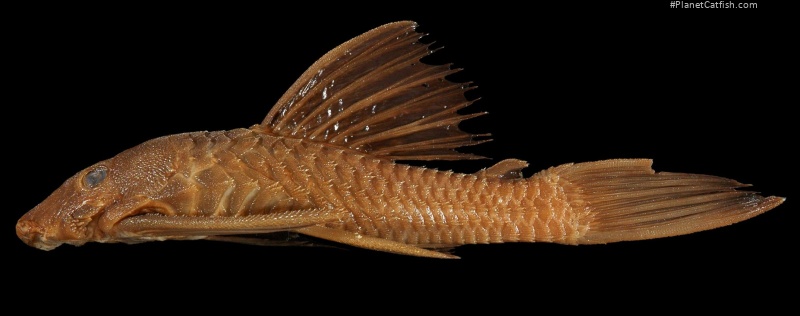 Ancistrus centrolepis