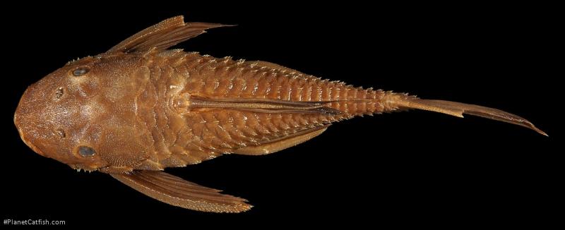 Ancistrus centrolepis