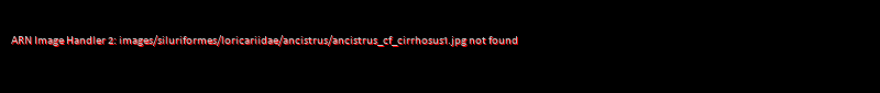 Ancistrus cf_cirrhosus