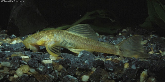 Ancistrus cryptophthalmus