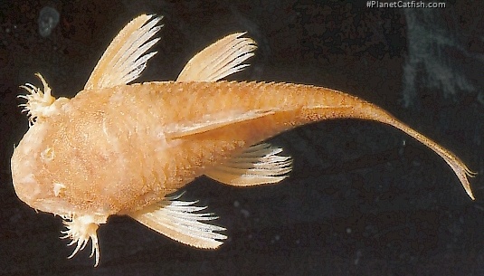 Ancistrus cryptophthalmus