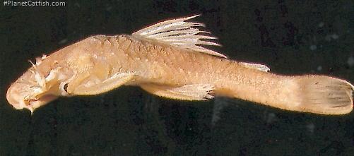 Ancistrus cryptophthalmus