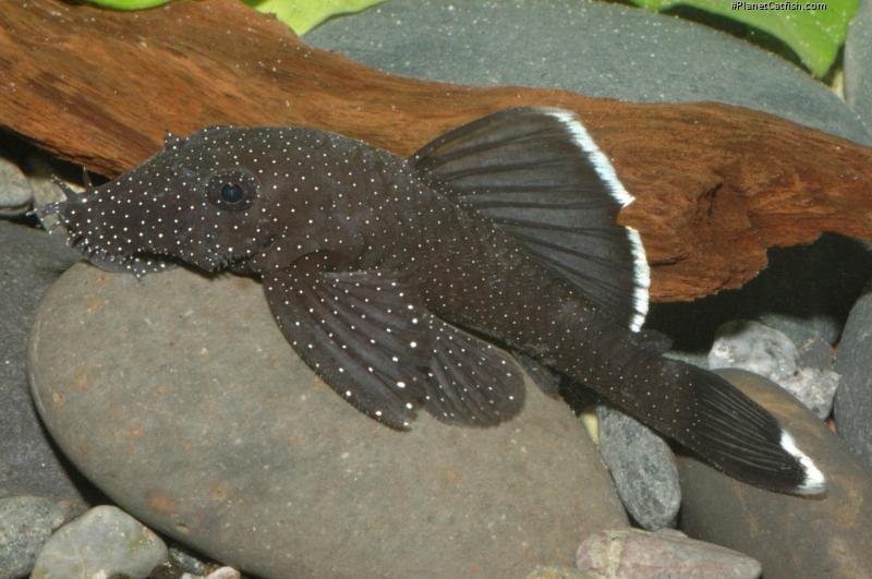 Ancistrus dolichopterus