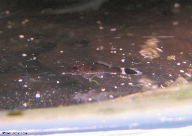 Ancistrus dolichopterus
