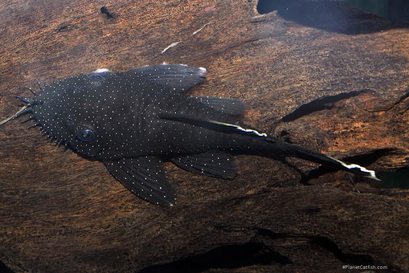 Ancistrus dolichopterus