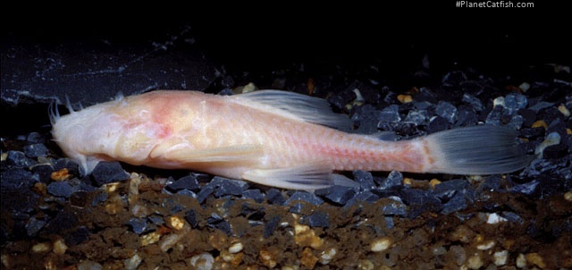 Ancistrus formoso