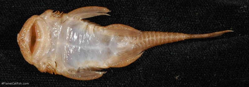 Ancistrus heterorhynchus