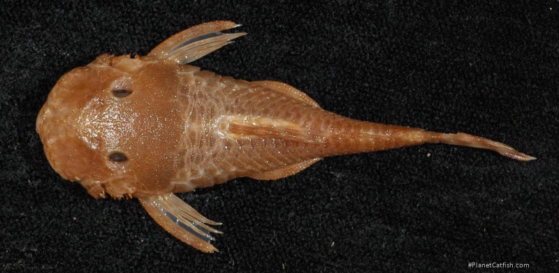 Ancistrus heterorhynchus