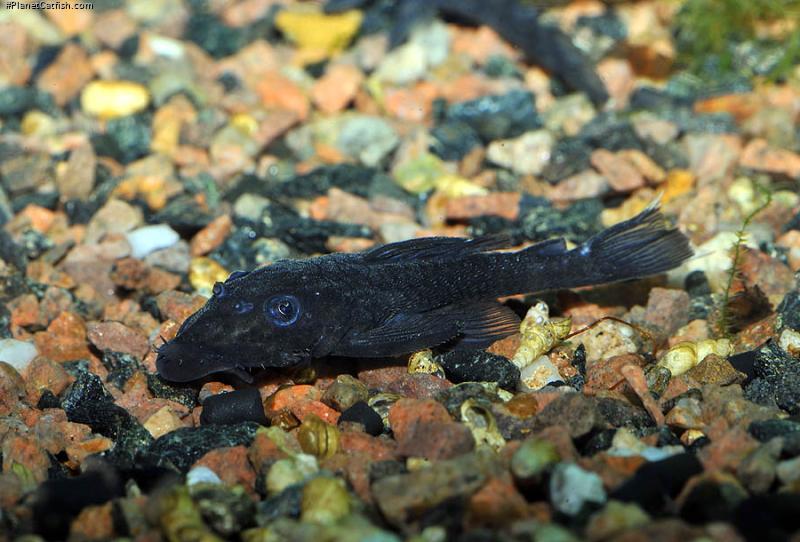 Ancistrus macrophthalmus