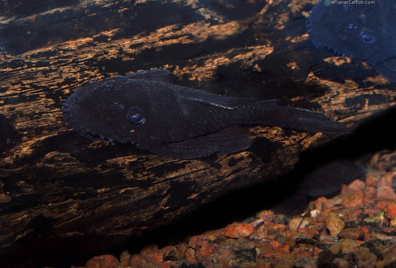 Ancistrus macrophthalmus
