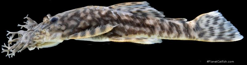 Ancistrus marcapatae