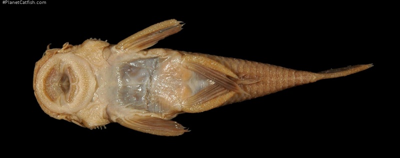 Ancistrus montanus