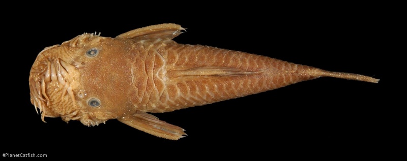 Ancistrus montanus