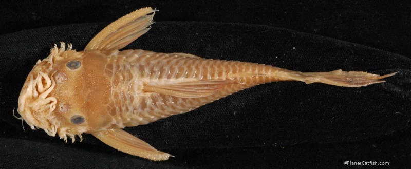 Ancistrus occidentalis