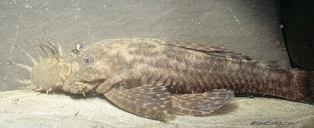 Ancistrus pirareta