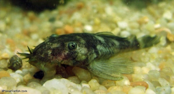 Ancistrus ranunculus