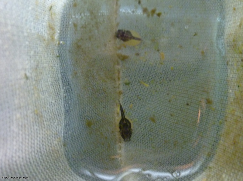 Ancistrus ranunculus