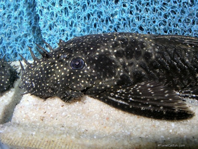 Ancistrus sp. (2)