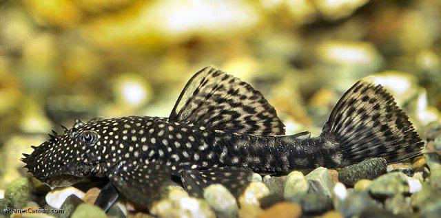 Ancistrus sp. (3)