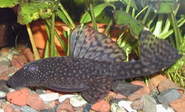 Ancistrus sp. (3)