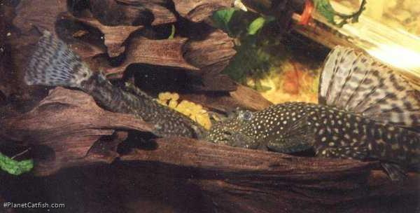 Ancistrus sp. (3)
