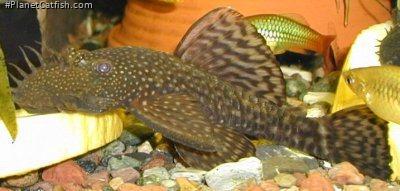 Ancistrus sp. (3)