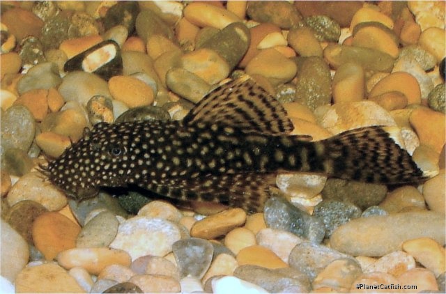 Ancistrus sp. (3)