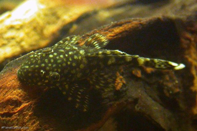 Ancistrus sp. (3)