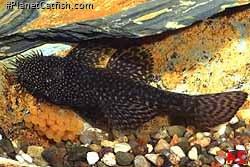 Ancistrus sp. (3)