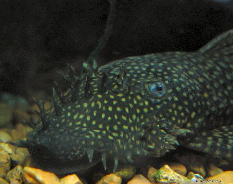 Ancistrus sp. (3)